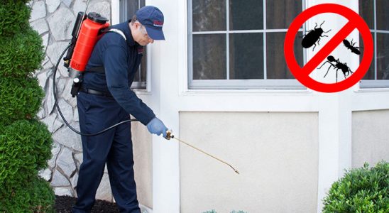 Pazar Bit İlaçlama böcek ilaçlama ve haşere kontrolü — ilaclama-tr.com